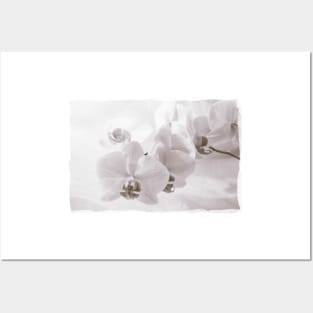 White Orchid Flower Posters and Art